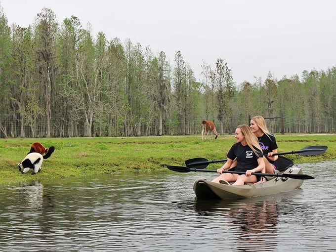 Row, row, row your boat... past some seriously surprised cows! Who knew kayaking could turn into an impromptu farm tour?