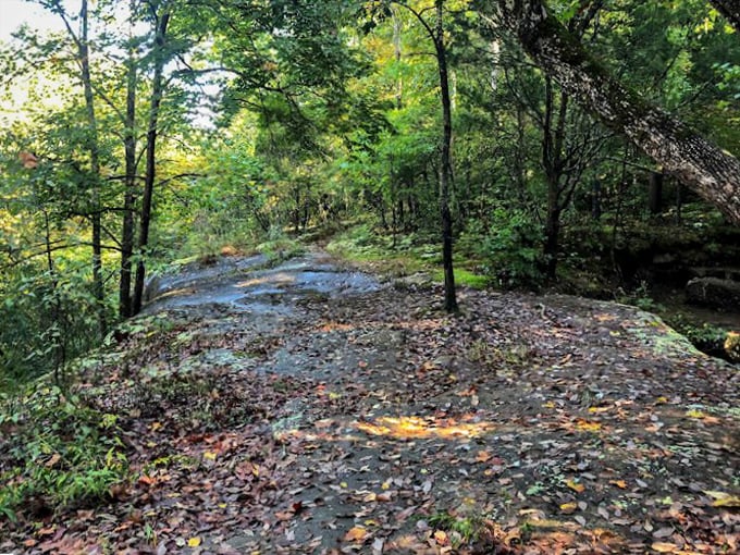 Fifty shades of green, and not a Christian Grey in sight. This lush canopy is Mother Nature's own masterpiece.