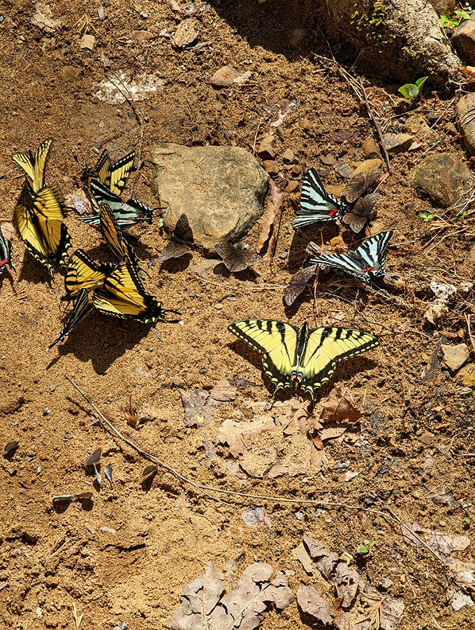 Nature's welcome committee in full flutter. These butterflies are like living stained-glass windows, adding a touch of magic to the forest floor.