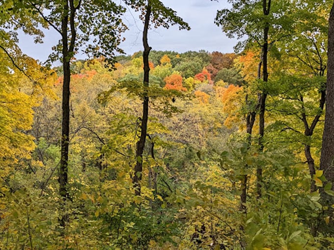 "Fall in Illinois: Where the trees put on a fashion show that'd make New York Fashion Week jealous."