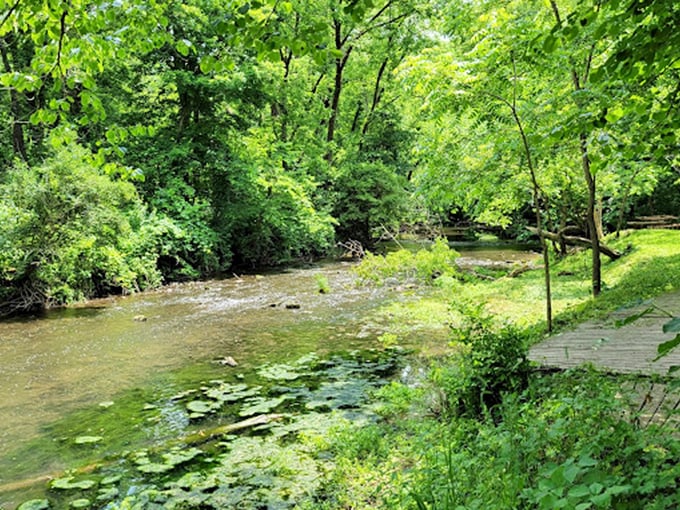 "Who needs a spa day when you've got this tranquil creek? Nature's own lazy river, complete with a leafy green canopy overhead."