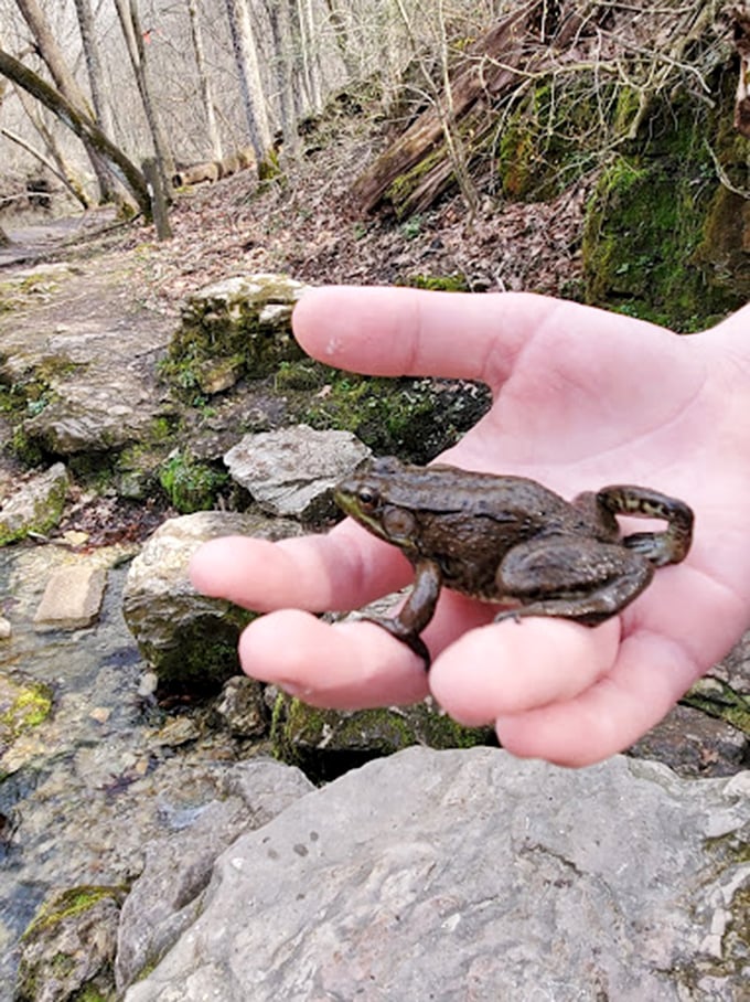 "Kermit, is that you? This little amphibian friend is living proof that it's easy being green at Franklin Creek."