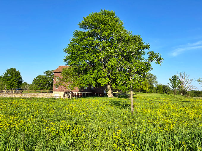 "Fields of gold! This sun-drenched meadow is giving off major 'Sound of Music' vibes – twirling optional but highly recommended."