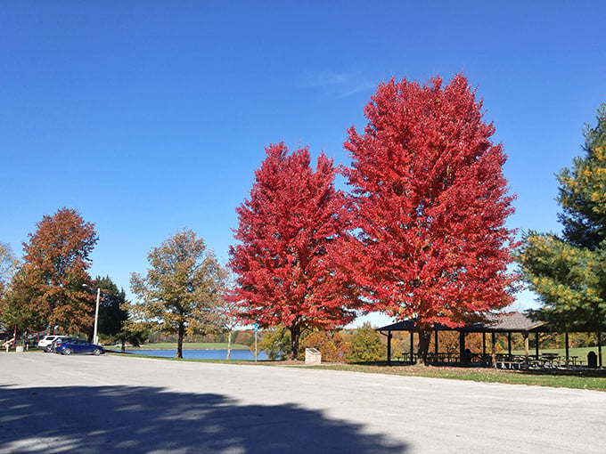 Fall in Waterloo: where the trees put on a show that rivals Broadway. Nature's own fireworks display, minus the loud noises and singed eyebrows.