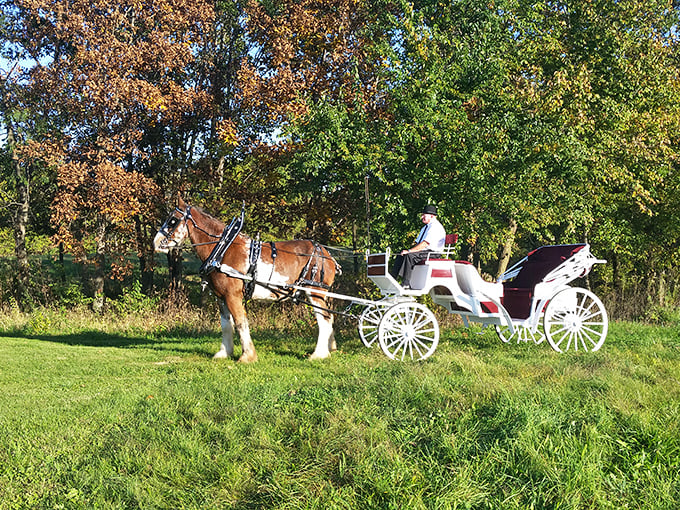 Giddy up and slow down! Nothing says "I'm on vacation" quite like a leisurely horse-drawn carriage ride through autumn foliage. Instagram, meet your match.