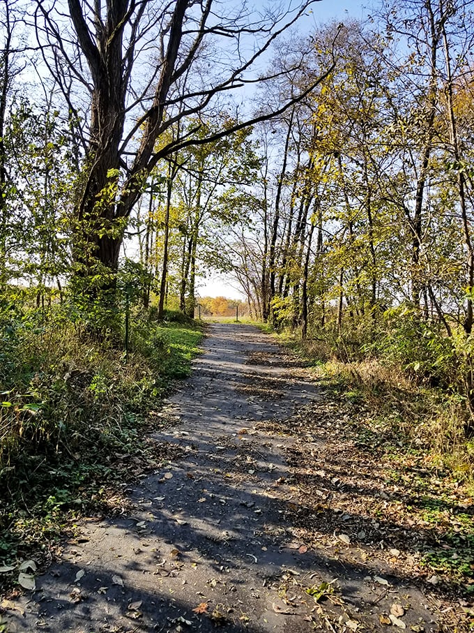 Autumn's catwalk! This leaf-strewn trail is nature's version of a red carpet, minus the paparazzi. Time to strike your best "communing with nature" pose!