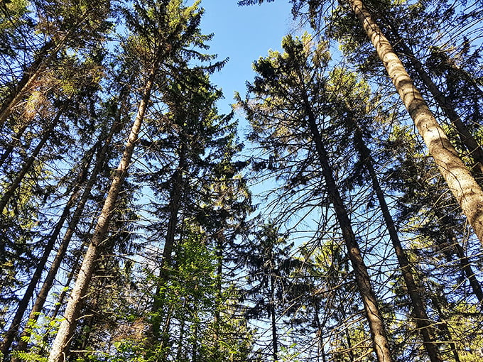 Reaching for the sky! These towering trees make you feel like Jack climbing the beanstalk. Fee-fi-fo-fum, I smell the fun of everyone!