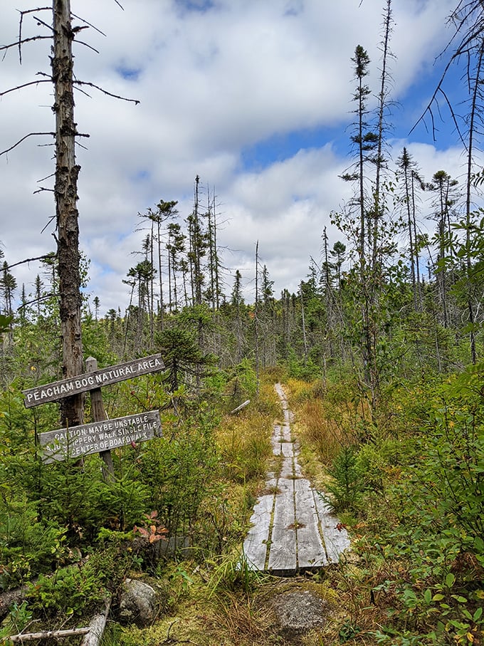 Welcome to nature's catwalk! This boardwalk through Peacham Bog is like a fashion runway where the models are rare plants and curious critters.