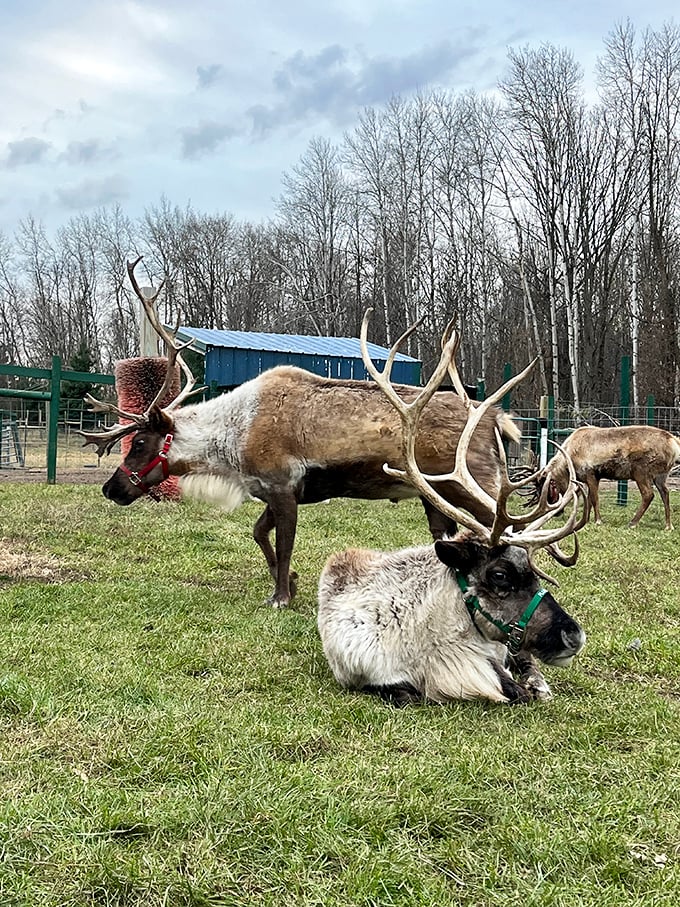 Rudolph's cousins taking a breather between flights. Those antlers aren't just for show – they're nature's 5G antennas!