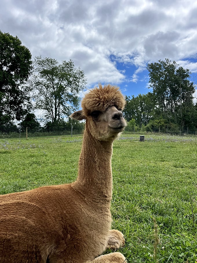 Meet the farm's undercover reindeer. This alpaca's disguise isn't fooling anyone, but points for effort!