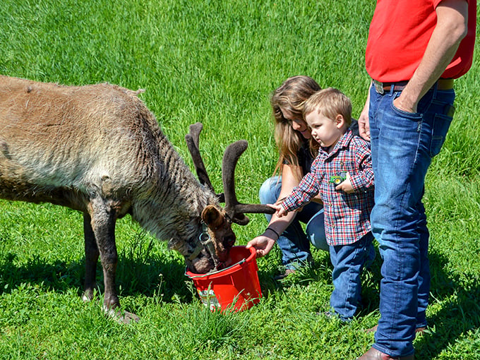 Reindeer whispering 101: Turns out, they prefer carrots to cookies. Who knew Santa's sleigh team was so health-conscious?