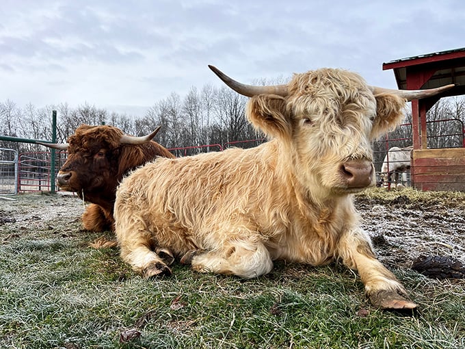 Highland cows: the reindeer's shaggy cousins. They may not fly, but they've got the 'windswept look' down pat.