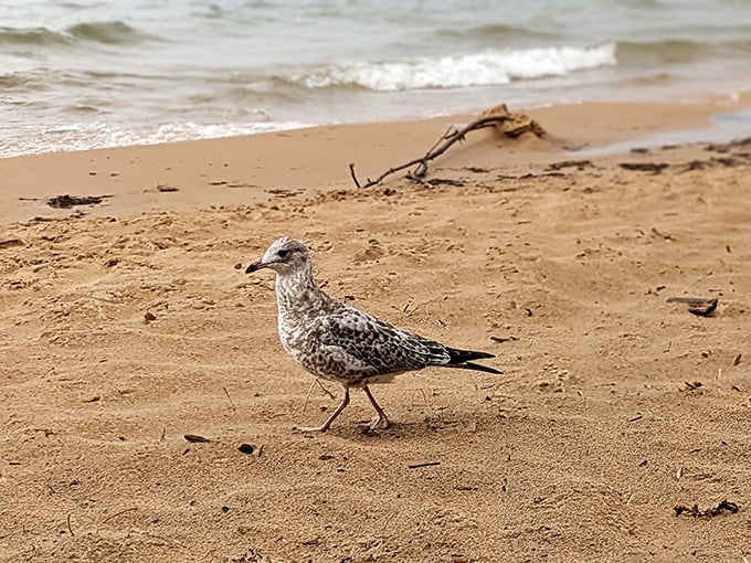 Meet the local welcoming committee: A feathered friend doing its best "I'm not here for your snacks" impression. (Spoiler: It totally is.)