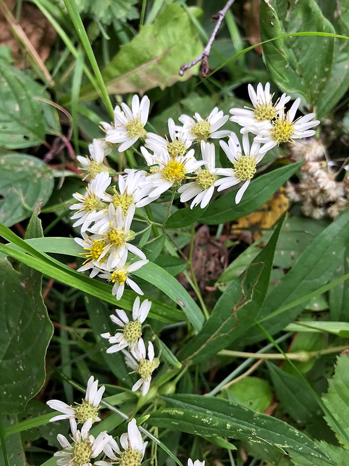 Nature's confetti: Brimley's wildflowers throwing a celebration of color. No party hat required, just bring your sense of wonder.