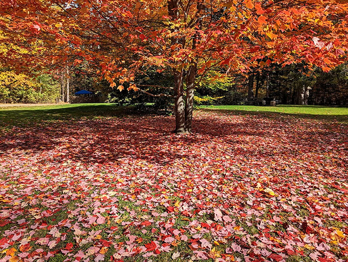 Nature's confetti celebration: Fall's grand finale scatters a kaleidoscope of leaves, creating a red carpet for hikers.