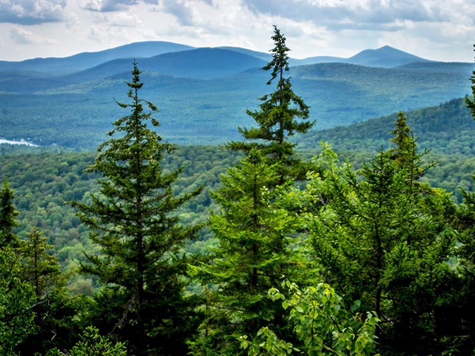 Evergreen guardians: These towering sentinels stand watch over a landscape that's more soothing than a thousand meditation apps.