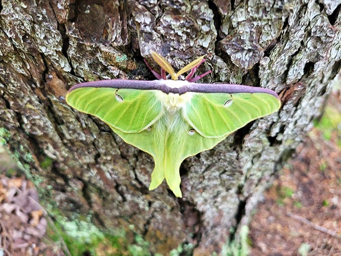 Lime-winged diva: This fabulous moth didn't just emerge from its cocoon, it made a grand entrance worthy of Broadway.