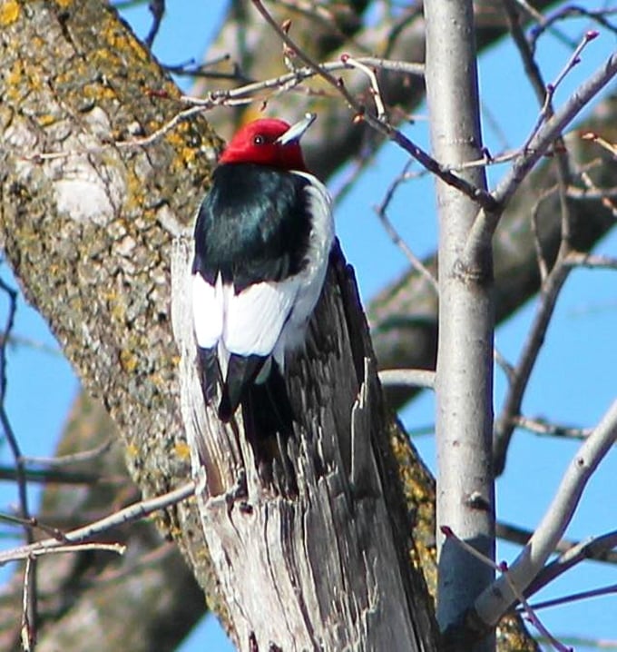 Meet the local welcoming committee! This red-headed woodpecker is nature's own drum solo, providing the soundtrack to your woodland adventure.