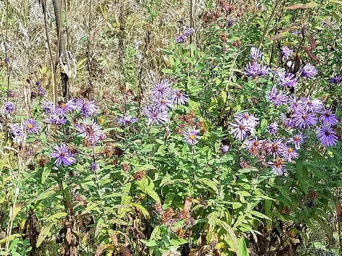 Purple reign! These wildflowers are putting on a show that would make Prince proud, turning the forest floor into nature's own dance floor.