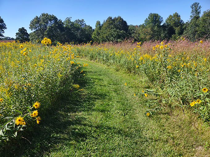 Nature's yellow brick road! Follow this sunflower-lined path and you might just find the wizard of Minnesota at the end.