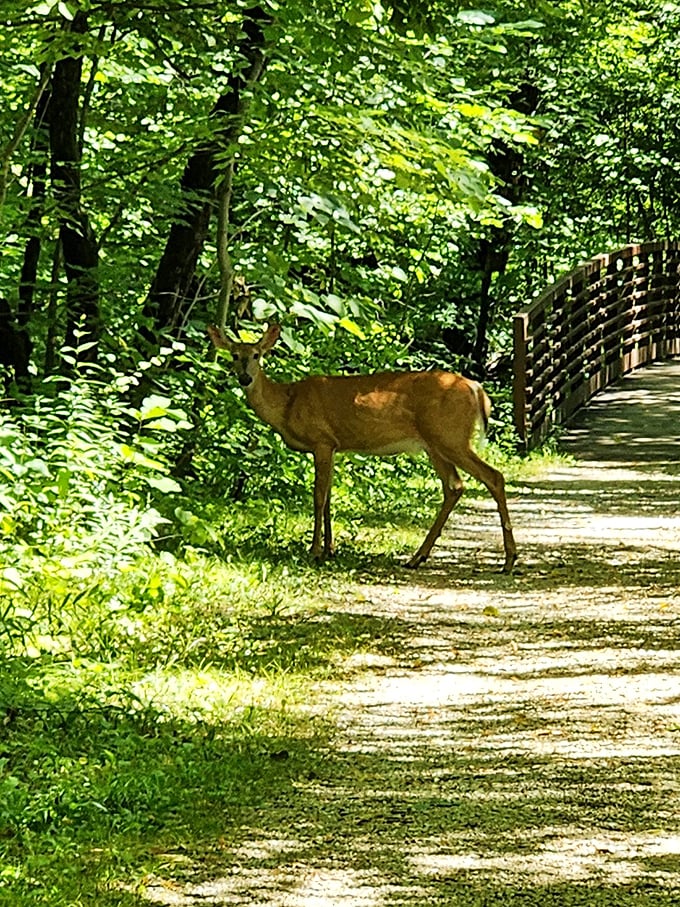 Oh deer! This four-legged local is clearly auditioning for the next Disney movie. Someone get this guy an agent!