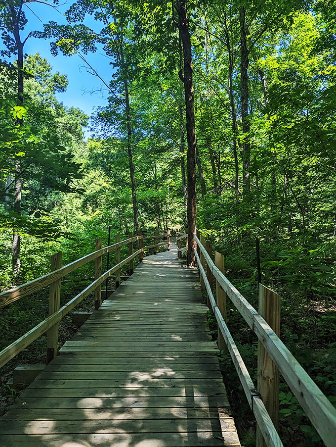 Bridge over untroubled water! This boardwalk invites you to take a stroll through the treetops, no harness required.