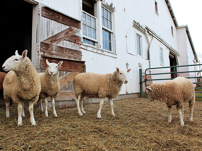 Baa-utiful day in the neighborhood! These woolly residents look like they're posing for their album cover – "Ewe2: The Baa-tlefield."