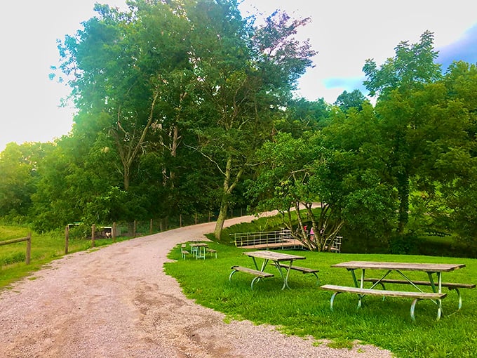 Picnic perfection! This idyllic spot is begging for a spread worthy of Yogi Bear's wildest dreams – just watch out for any pic-a-nic basket thieves!