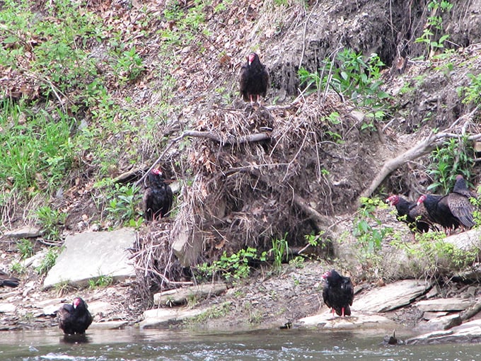 Bird's the word at Beaver Creek! These feathered residents are having a riverside meeting. Wonder what's on the agenda?