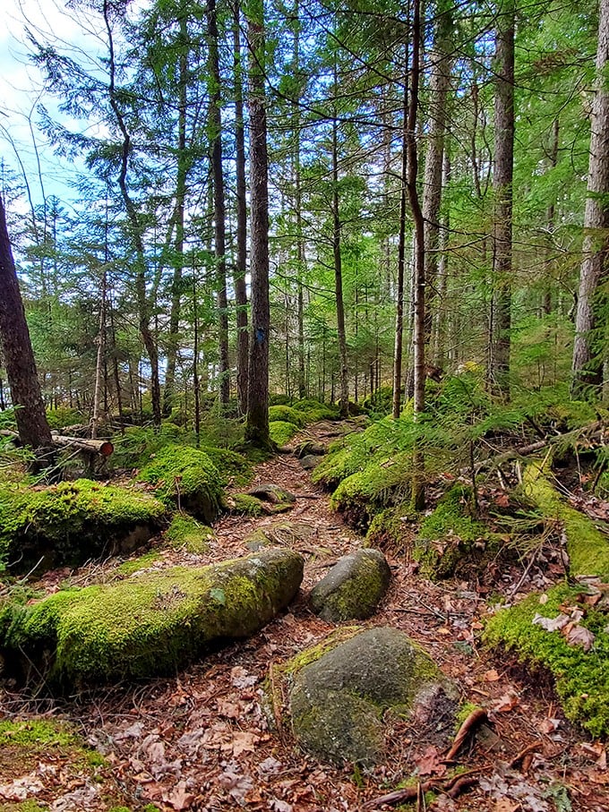 Mossy magic carpet ride! This trail looks like it's straight out of a fairy tale – watch out for singing woodland creatures!