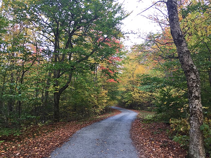 Fall's fashion show in full swing! This winding path showcases nature's latest collection of autumn hues.