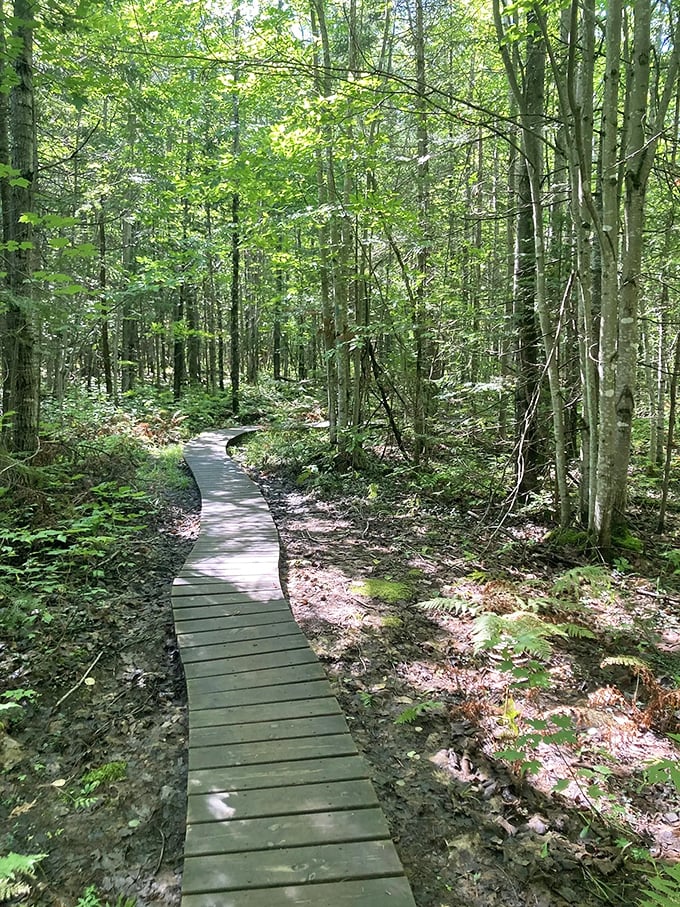 Walking on water? Not quite, but this boardwalk comes close! Meander through the lush forest without getting your feet wet.