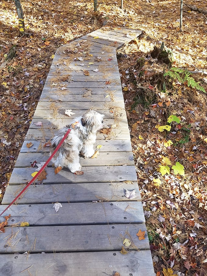 Even Fido appreciates fine art! This pup pauses on the trail, perhaps contemplating the fleeting nature of falling leaves... or squirrels.