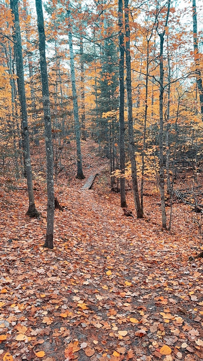 Autumn's grand finale! The forest puts on a show of golden hues, turning the trail into a catwalk of fall fashion.