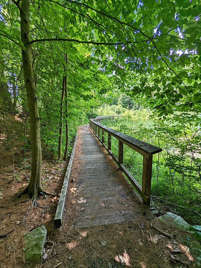 Lake Shaftsbury's elevated path offers a squirrel's-eye view of the wetlands. It's nature's catwalk, where every step is a front-row seat to the wild.