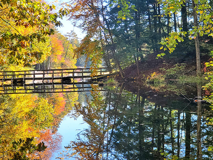 Lake Shaftsbury's wooden walkway invites autumn to show off its best outfit. It's nature's own fashion week.