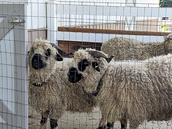 These sheep are giving us major 80s rock band vibes with those wild hairdos. Move over, Bon Jovi! 