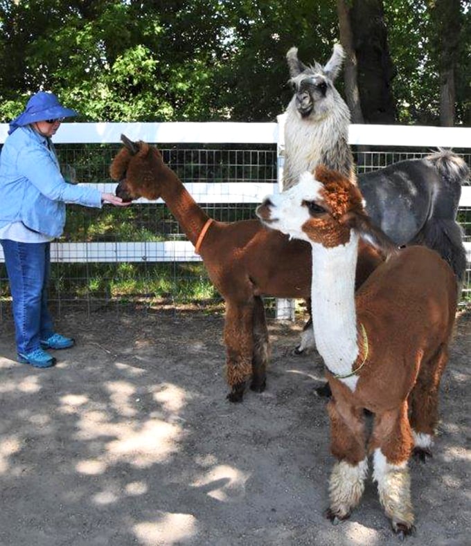 The alpaca welcoming committee is on duty! These curious creatures are lined up like a woolly receiving line at a royal garden party. 