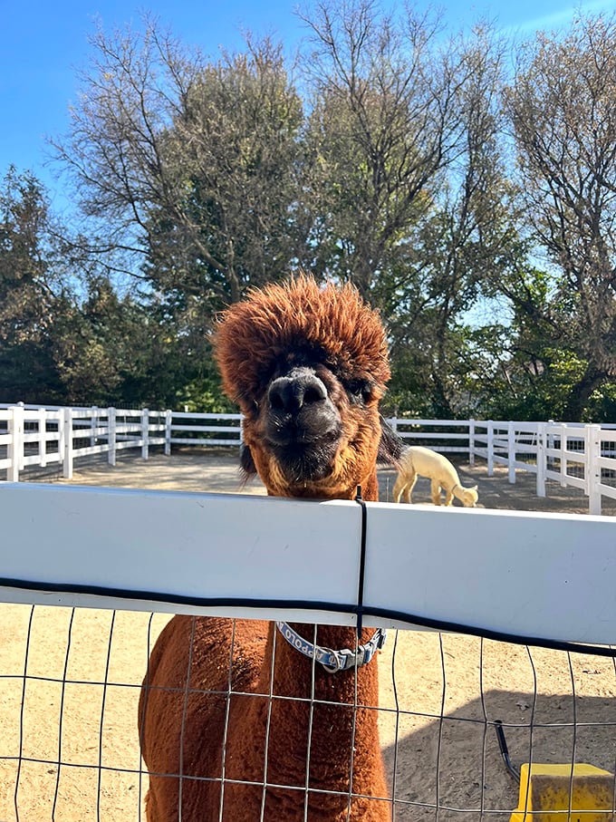 "I woke up like this," says this fabulous alpaca. That windswept 'do is giving us major hair envy. 