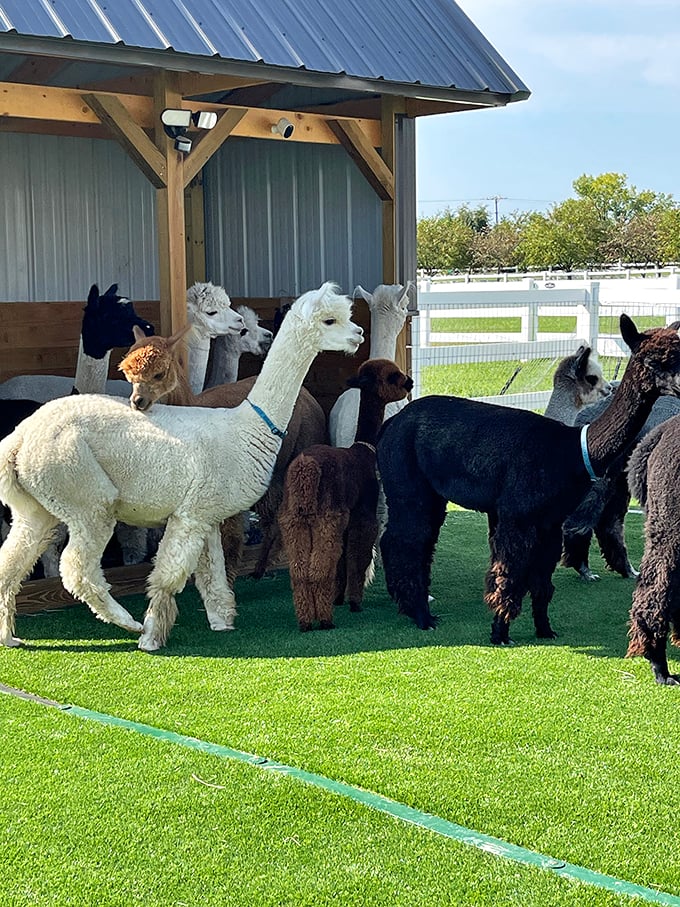 It's an alpaca traffic jam! These fluffy commuters are clearly not in a rush to get anywhere. 