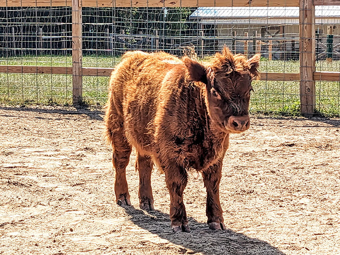 Holy cow! This fluffy calf looks like it's auditioning for a shampoo commercial. Talk about good genes and great jeans! 