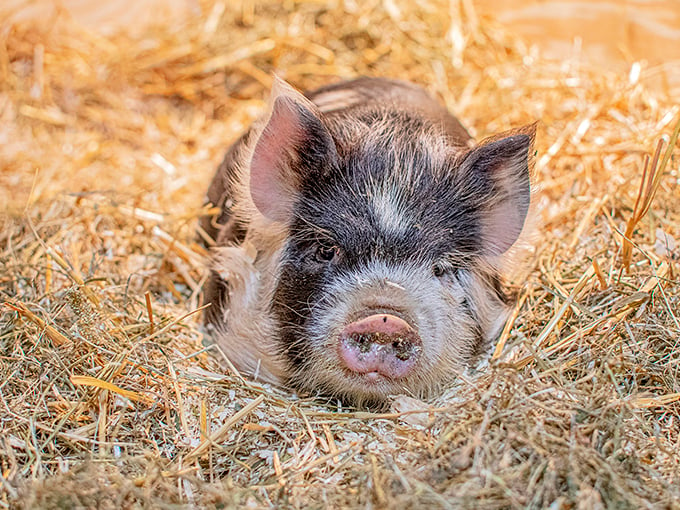 Oink if you're adorable! This little piggy didn't go to market; he stole the show with those "aww"-inducing eyes. 