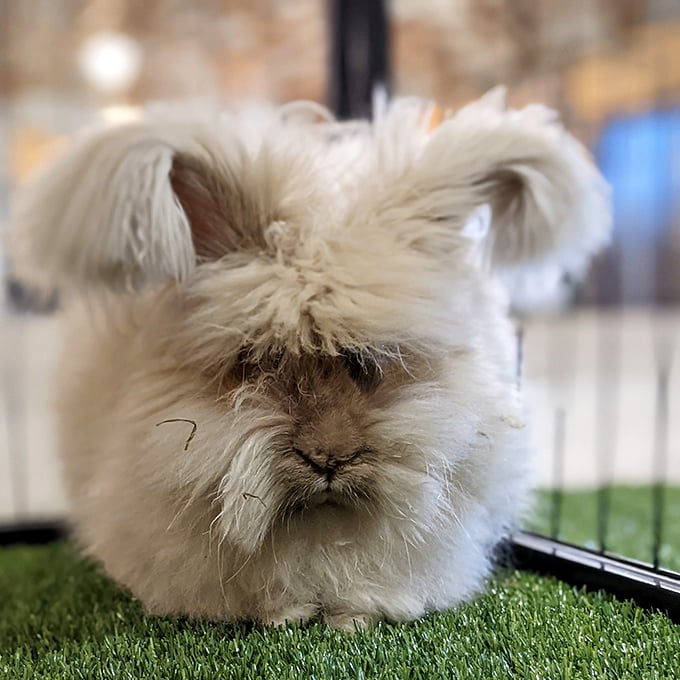 Is it a rabbit or a cotton ball with ears? This fluffy bunny is giving new meaning to the term 