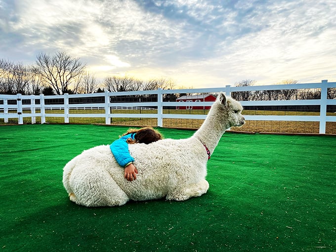 Alpaca cuddles: nature's stress relief. This heartwarming scene is better than any meditation app you'll find. 