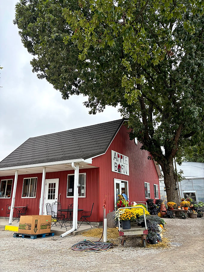 The Apple Barn: Red, rustic, and ready to rock your taste buds. This barn holds treasures sweeter than any pot of gold.