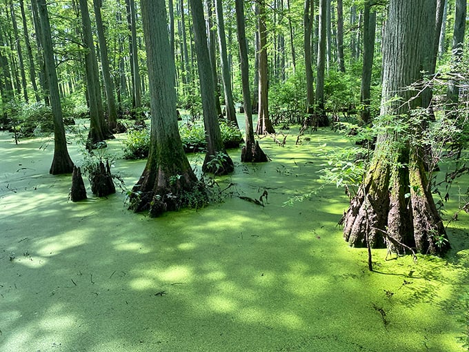 Cache River: Swamp Thing's dream home! These ancient cypress trees have seen more history than a Ken Burns documentary.