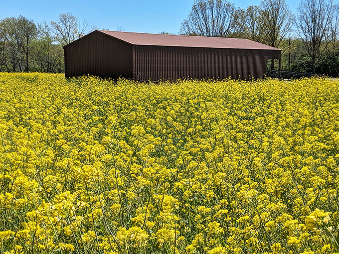 More ponds than a game of Whac-A-Mole! Kickapoo's waters are perfect for channeling your inner Huck Finn.