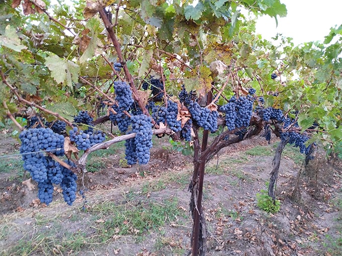 Purple perfection on the vine. These grapes are soaking up more sun than a retiree in Florida, and they're twice as happy about it.