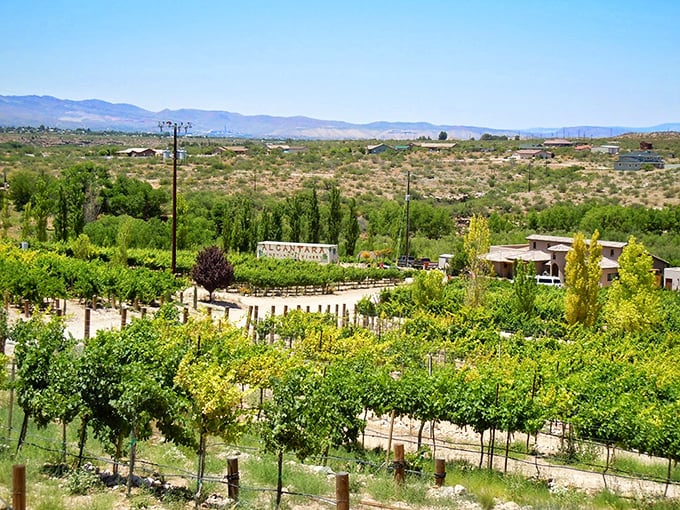 "Toto, I've a feeling we're not in Napa anymore." This entrance beckons wine lovers into a world where cacti and Cabernet coexist in delicious harmony.