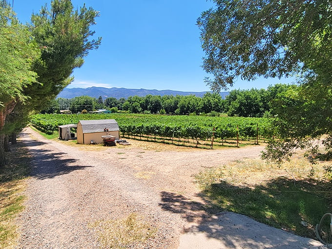 A vineyard with a view that rivals any screensaver. Here, every glass comes with a side of breathtaking landscape – no extra charge.